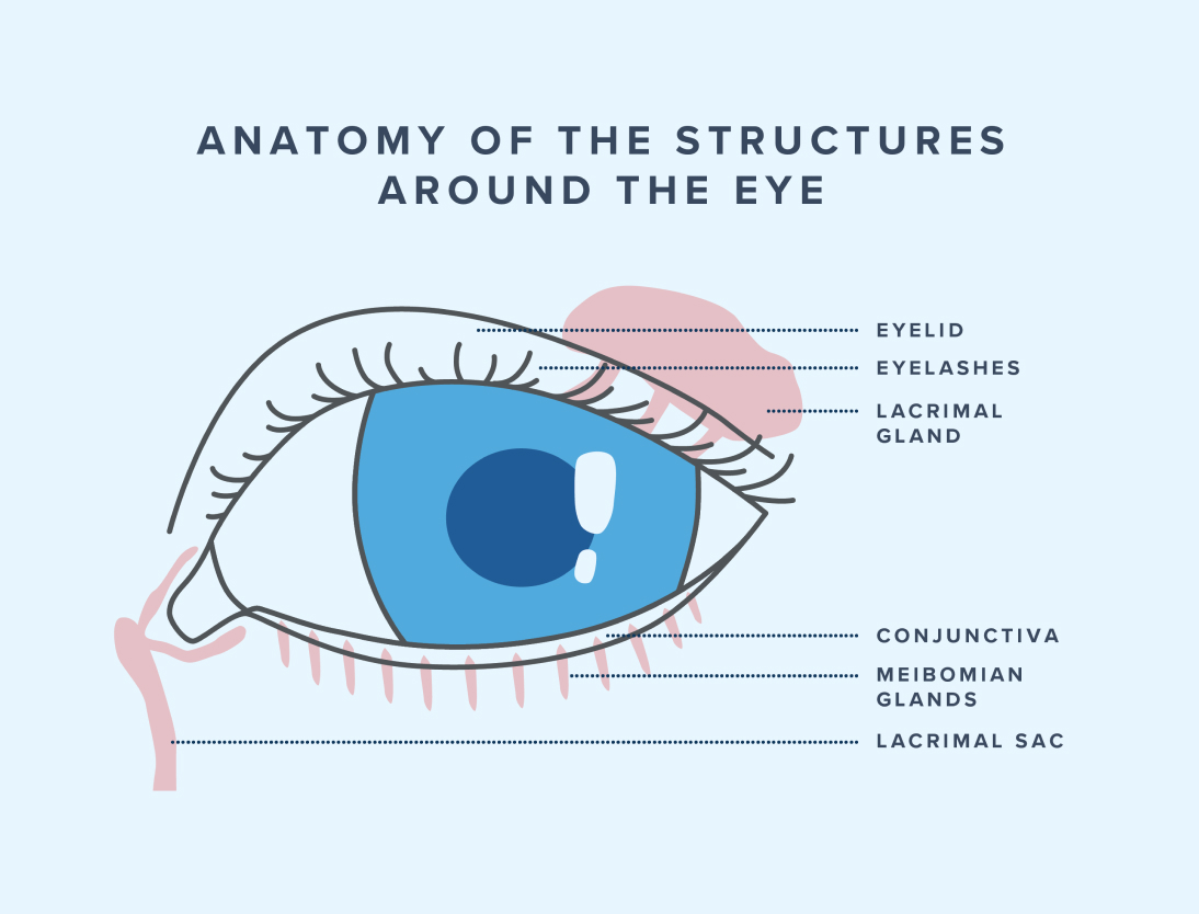 Illustrated diagram of the eye from a front view