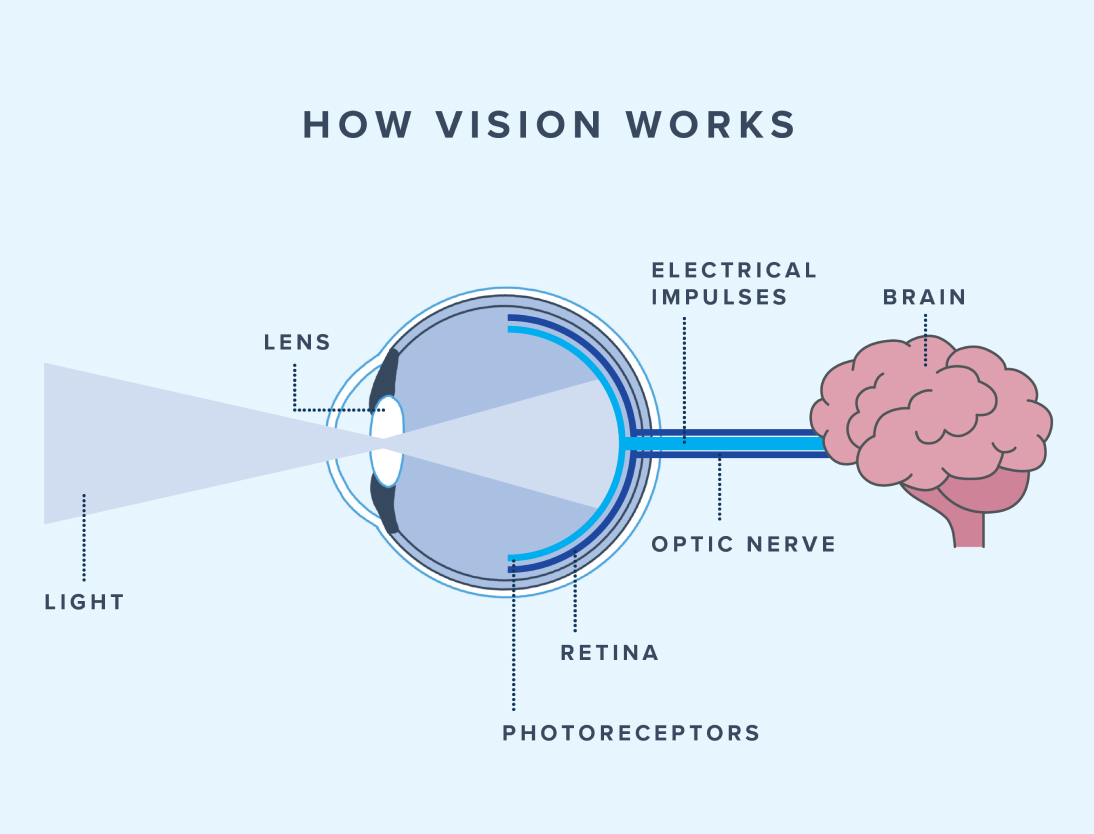 Illustrated diagram of how the eye works