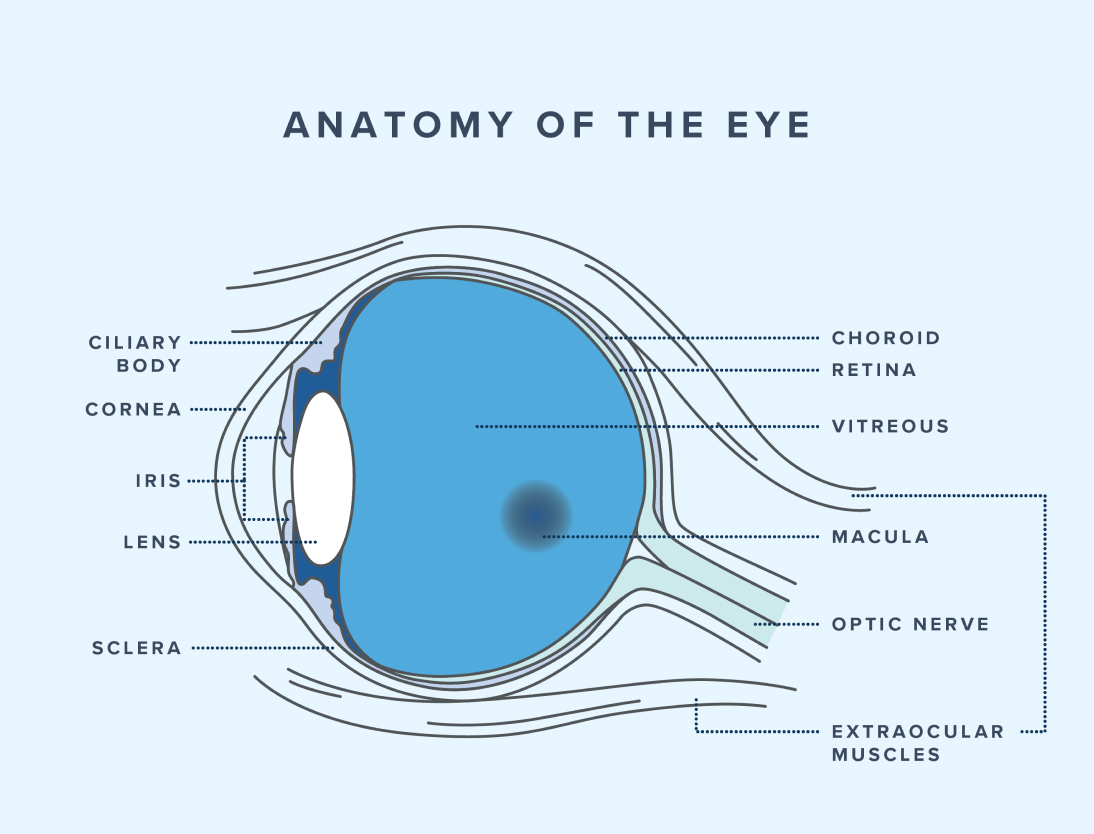 Illustrated diagram of the eye from a side view
